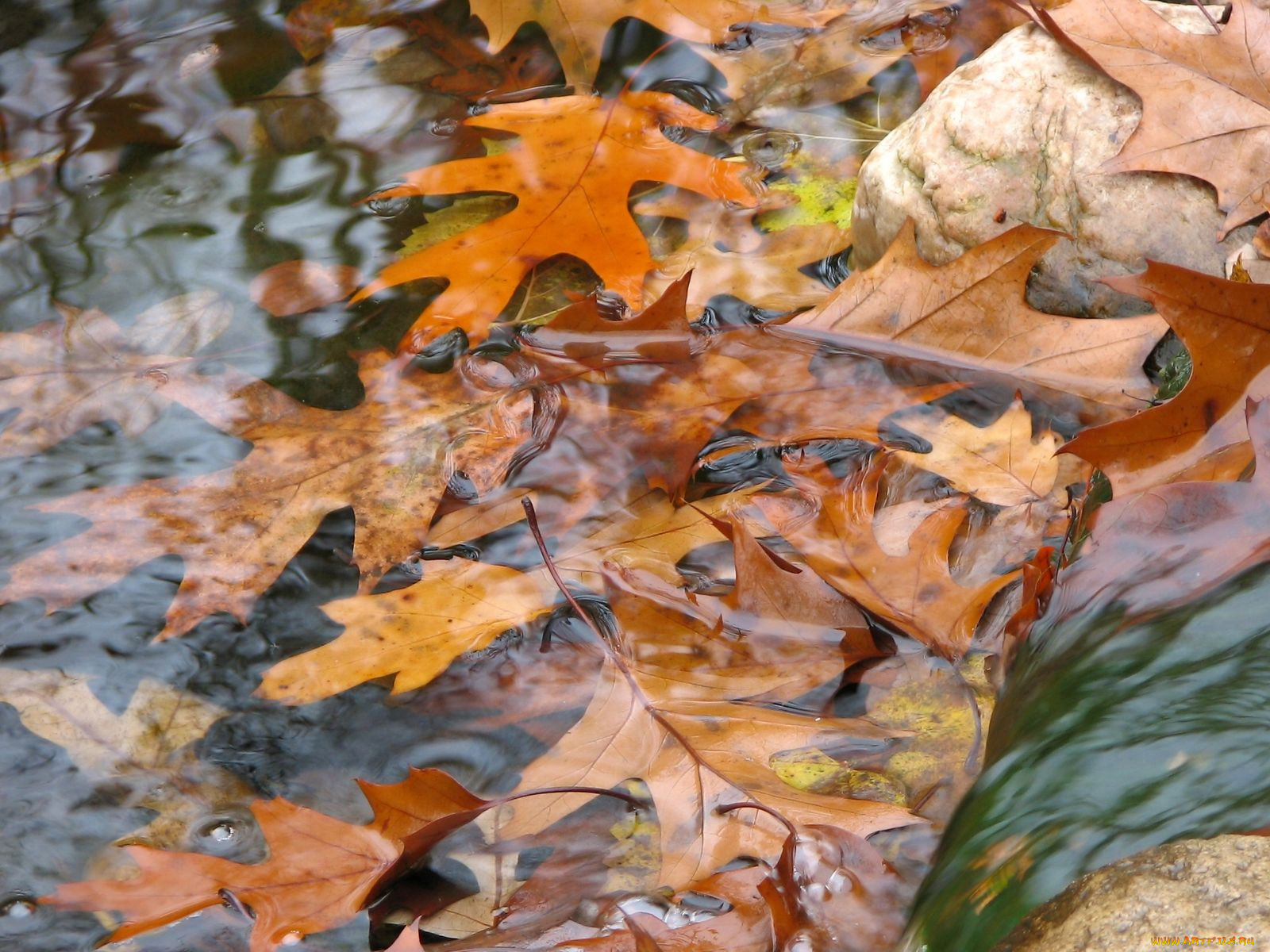 Живые обои листья на воде
